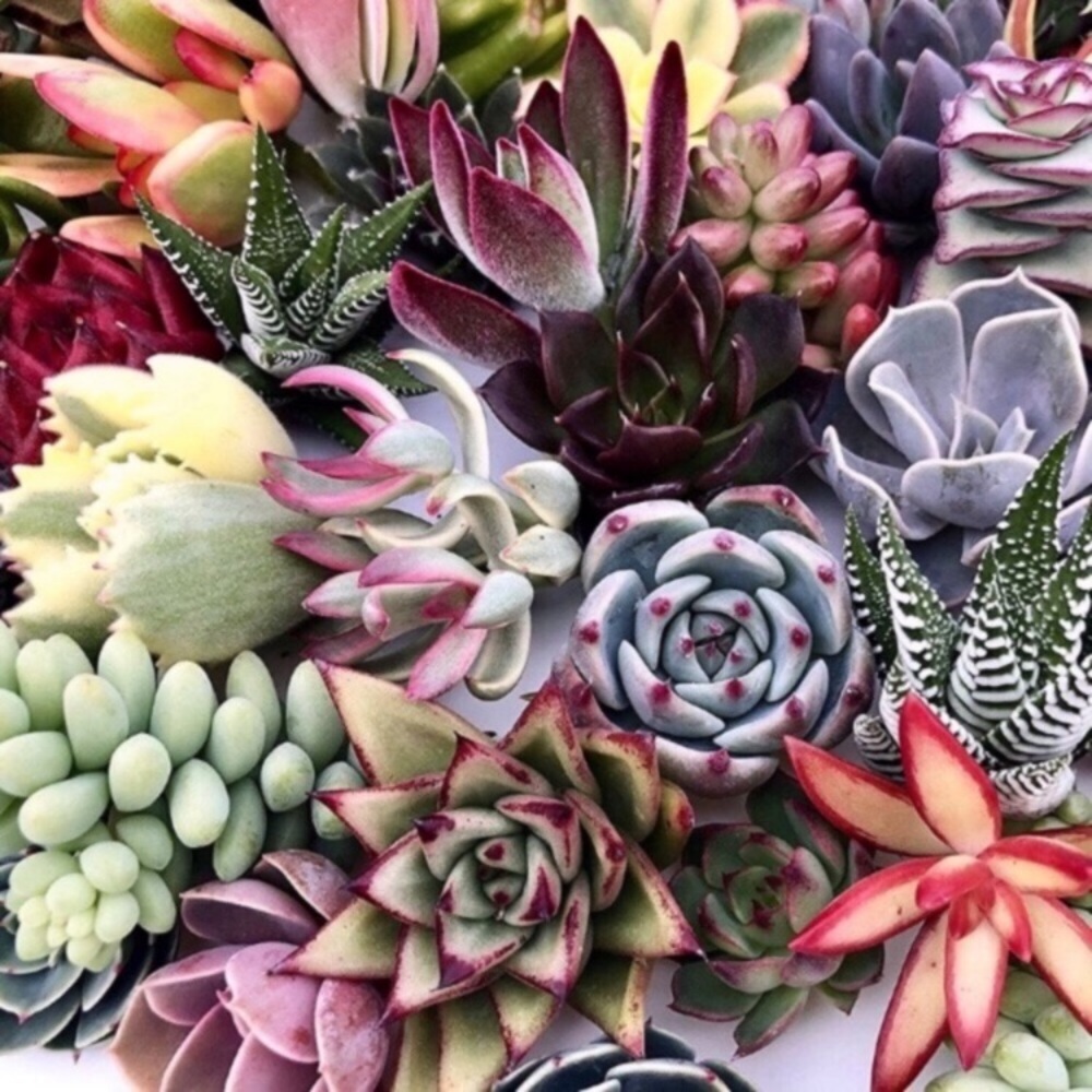 ★NEW★ 7 PACK Mini Planters Succulent Cactus Flower - Picture 16 of 16